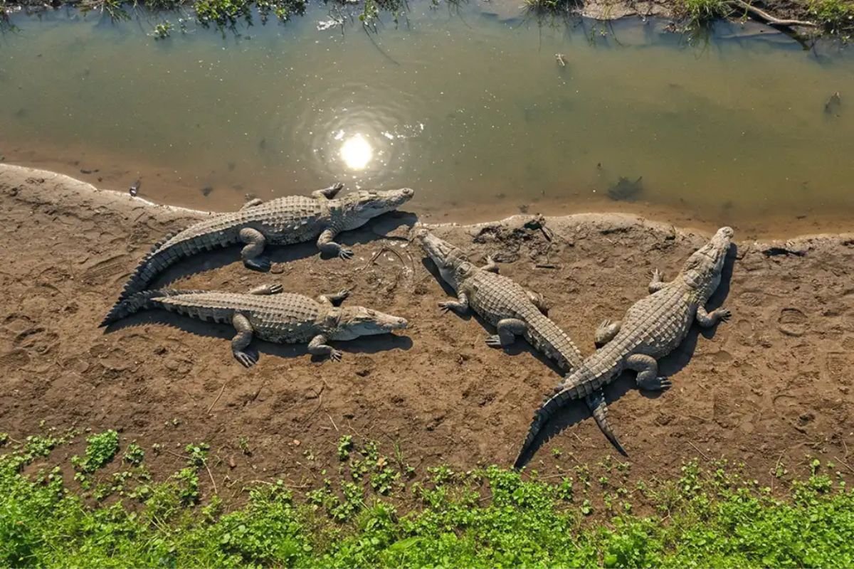 crocodile park in dandeli near [dandeli stay inn]